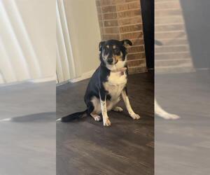 Collie-Unknown Mix Dogs for adoption in San Antonio, TX, USA