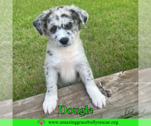 Chow Chow-Labrador Retriever Mix Dogs for adoption in Pensacola, FL, USA