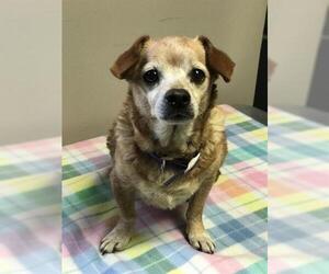 Chiweenie Dogs for adoption in Redlands, CA, USA