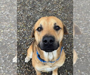 Mutt Dogs for adoption in Elmsford, NY, USA