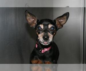 Miniature Pinscher Dogs for adoption in Modesto, CA, USA