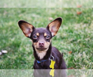 Chihuahua Dogs for adoption in Sandy, UT, USA