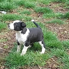 Borador Dogs for adoption in Eugene, OR, USA