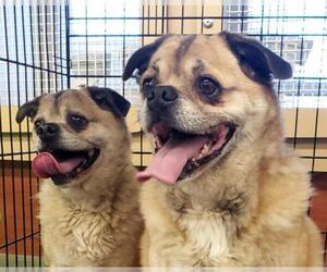 Pug Dogs for adoption in Phelan, CA, USA