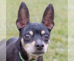 Miniature Pinscher Dogs for adoption in Huntley, IL, USA