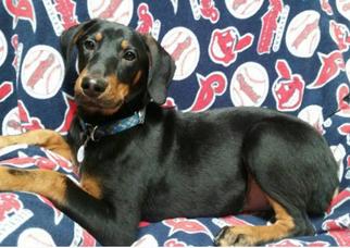 Doberman Pinscher-Unknown Mix Dogs for adoption in Bristolville, OH, USA