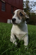 Small Border Collie-Jack Russell Terrier Mix