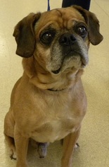 Pug Dogs for adoption in Farmington, MI, USA