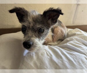 Chihuahua Dogs for adoption in Bakersfield, CA, USA