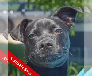 Boglen Terrier Dogs for adoption in Huntley, IL, USA