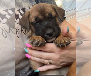 Labrador Retriever-Unknown Mix Dogs for adoption in Dana Point, CA, USA