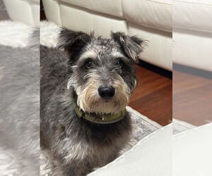 Mutt Dogs for adoption in Turlock, CA, USA