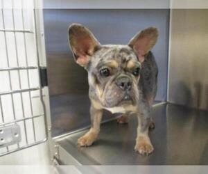 French Bulldog Dogs for adoption in Norco, CA, USA