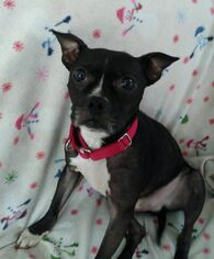 Boston Terrier-Unknown Mix Dogs for adoption in Maryville, TN, USA