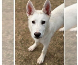 Siberian Husky-Unknown Mix Dogs for adoption in Canton, CT, USA