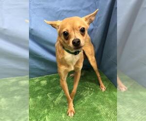 Chihuahua Dogs for adoption in Hillsdale, IN, USA