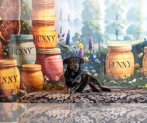 Dachshund-Unknown Mix Dogs for adoption in Pittsburg, CA, USA