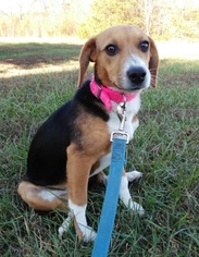 Beagle Dogs for adoption in Mountain View, AR, USA