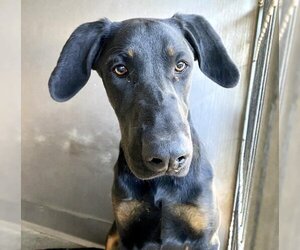 Labrottie Dogs for adoption in San Bernardino, CA, USA