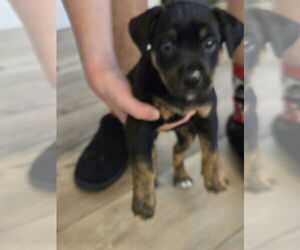 Labrador Retriever-Unknown Mix Dogs for adoption in The Woodlands, TX, USA