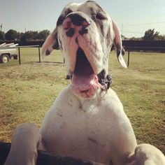 Great Dane Dogs for adoption in Dallas, TX, USA
