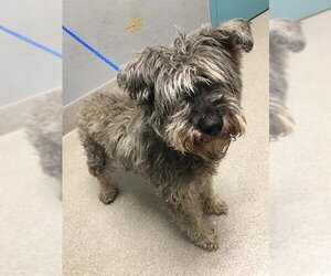 Miniature Schnauzer-Unknown Mix Dogs for adoption in Las Vegas, NV, USA