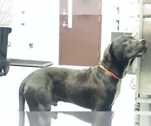 Mutt Dogs for adoption in Fayetteville, NC, USA