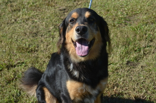 Australian Retriever Dogs for adoption in Harpswell, ME, USA