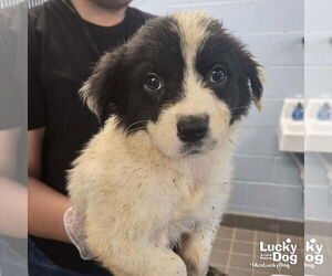 Australian Shepherd-Unknown Mix Dogs for adoption in Washington, DC, USA