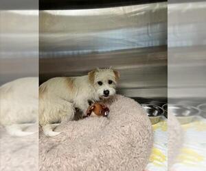 Cairn Terrier-Unknown Mix Dogs for adoption in Tracy, CA, USA
