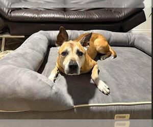 Labrador Retriever Dogs for adoption in Orlando, FL, USA