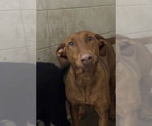 Vizsla Dogs for adoption in Stockton, CA, USA