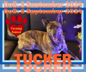 Holland Shepherd Dogs for adoption in Sebec, ME, USA