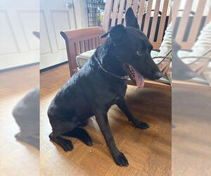 German Shepherd Dog Dogs for adoption in Santa Barbara, CA, USA