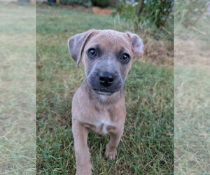 Mutt Dogs for adoption in Davis, CA, USA