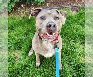 American Pit Bull Terrier Dogs for adoption in Minneapolis, MN, USA