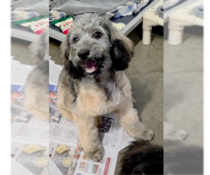 Maltese-Poodle (Standard) Mix Dogs for adoption in Santa Rosa, CA, USA