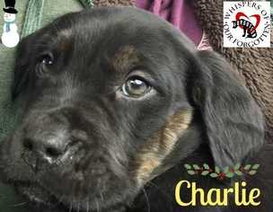 Labrador Retriever Dogs for adoption in South Mills, NC, USA