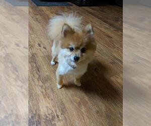 Pomeranian Dogs for adoption in Des Moines, IA, USA