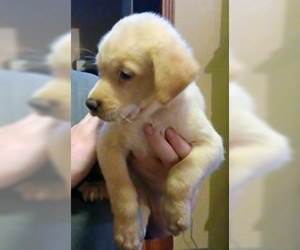 Golden Labrador Dogs for adoption in Chantilly, VA, USA