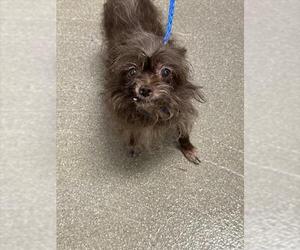 Mutt Dogs for adoption in Las Vegas, NV, USA