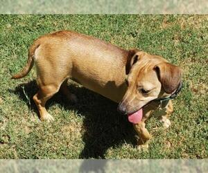 Chiweenie Dogs for adoption in Lindsay, CA, USA