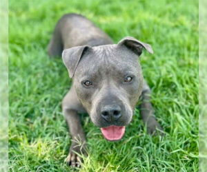 American Pit Bull Terrier-Unknown Mix Dogs for adoption in Riverside, CA, USA