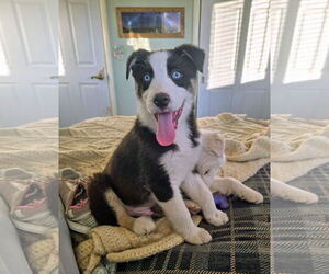 Huskies -Unknown Mix Dogs for adoption in Sandy, UT, USA
