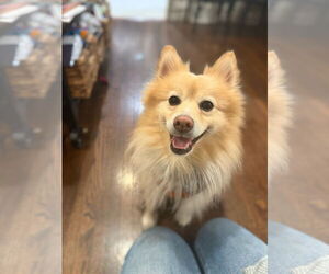 Pomeranian Dogs for adoption in St. Louis Park, MN, USA