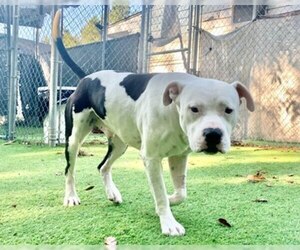 American Bulldog-Unknown Mix Dogs for adoption in Raleigh, NC, USA