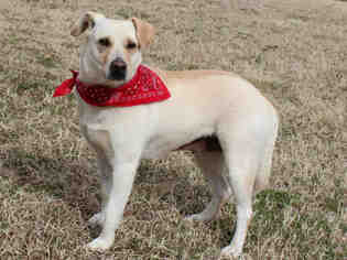Labrador Retriever Dogs for adoption in Edmond, OK, USA