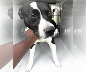 Catahoula Leopard Dog-Unknown Mix Dogs for adoption in Houston, TX, USA