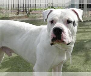 Bullypit Dogs for adoption in Martinez, CA, USA