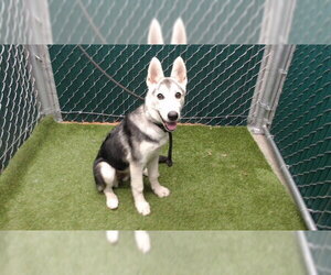 Siberian Husky Dogs for adoption in Downey, CA, USA